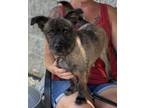 Adopt Sassy a Cairn Terrier