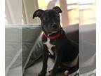American Pit Bull Terrier Mix DOG FOR ADOPTION RGADN-1214406 - Gingerbread -