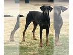 Doberman Pinscher DOG FOR ADOPTION RGADN-1214407 - Rex - Doberman Pinscher