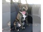 Bullboxer Pit DOG FOR ADOPTION RGADN-1214410 - Izzy - Pit Bull Terrier / Boxer /