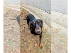 Black and Tan Coonhound Mix DOG FOR ADOPTION RGADN-1214412 - Abigaile - Black