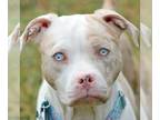 American Staffordshire Terrier Mix DOG FOR ADOPTION RGADN-1214413 - Winter -