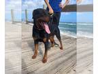 Rottweiler Mix DOG FOR ADOPTION RGADN-1214414 - Moose - Rottweiler / Mixed Dog