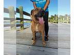 Mastiff-Rhodesian Ridgeback Mix DOG FOR ADOPTION RGADN-1214415 - Bruno - Mastiff