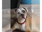 American Pit Bull Terrier DOG FOR ADOPTION RGADN-1214416 - Luz - Pit Bull