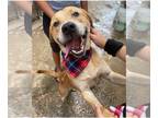 Labrador Retriever Mix DOG FOR ADOPTION RGADN-1214417 - Chan - Labrador