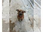 Presa Canario Mix DOG FOR ADOPTION RGADN-1214420 - PJ - Presa Canario / Mixed