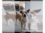 Basenji DOG FOR ADOPTION RGADN-1214425 - Jojo - Basenji (short coat) Dog For