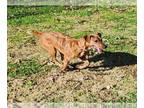 Labrador Retriever Mix DOG FOR ADOPTION RGADN-1214430 - MAGGIE - Labrador