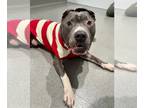 American Pit Bull Terrier DOG FOR ADOPTION RGADN-1214431 - GRANDPA - Pit Bull