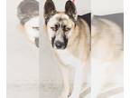 German Shepherd Dog Mix DOG FOR ADOPTION RGADN-1214432 - CHOWDER - German