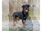 Rottweiler DOG FOR ADOPTION RGADN-1214433 - Anna (5911) - Rottweiler (short