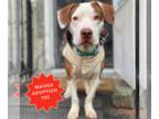 American Pit Bull Terrier Mix DOG FOR ADOPTION RGADN-1214441 - Gus - Pit Bull
