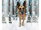 German Shepherd Dog DOG FOR ADOPTION RGADN-1214446 - *SAMPSON - German Shepherd