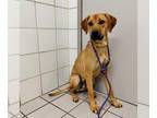 Black Mouth Cur Mix DOG FOR ADOPTION RGADN-1214447 - MISO - Black Mouth Cur /