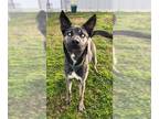 German Shepherd Dog-Huskies Mix DOG FOR ADOPTION RGADN-1214448 - ICEBERG -