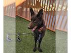 German Shepherd Dog Mix DOG FOR ADOPTION RGADN-1214464 - ELONN - German Shepherd