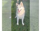 Siberian Husky DOG FOR ADOPTION RGADN-1214467 - Dog - Siberian Husky (medium