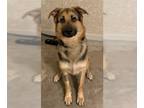 German Shepherd Dog DOG FOR ADOPTION RGADN-1214471 - JC - German Shepherd Dog