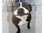 Staffordshire Bull Terrier Mix DOG FOR ADOPTION RGADN-1214476 - Papi -