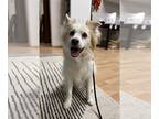 Eskijac DOG FOR ADOPTION RGADN-1214478 - Sam - American Eskimo Dog / Jack