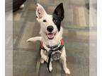 Border Collie Mix DOG FOR ADOPTION RGADN-1214479 - Ahi - Border Collie / Mixed