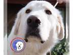 Great Pyrenees DOG FOR ADOPTION RGADN-1214489 - Appleton - Great Pyrenees (long