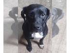 Labrador Retriever Mix DOG FOR ADOPTION RGADN-1214492 - Terri - Labrador