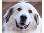 Great Pyrenees DOG FOR ADOPTION RGADN-1214493 - Tank - Great Pyrenees (long