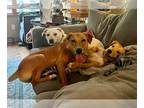 Labrador Retriever Mix DOG FOR ADOPTION RGADN-1214495 - Hola - Labrador