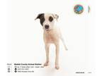 American Pit Bull Terrier DOG FOR ADOPTION RGADN-1214504 - BAT - Pit Bull