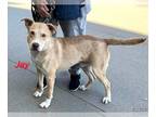 Labrador Retriever-Retriever Mix DOG FOR ADOPTION RGADN-1214507 - Jay/eileen -