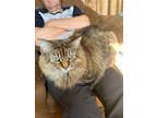 Adopt Geronimo a Domestic Long Hair