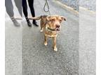 Chinese Shar-Pei Mix DOG FOR ADOPTION RGADN-1214514 - Durango - Shar Pei / Mixed