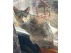 Adopt Mittens a Dilute Calico