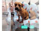 Boxer DOG FOR ADOPTION RGADN-1214517 - Crackle - Boxer / Pit Bull Terrier Dog