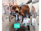 Boxer DOG FOR ADOPTION RGADN-1214518 - Pop - Boxer / Pit Bull Terrier Dog For