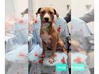 Boxer DOG FOR ADOPTION RGADN-1214519 - Snap - Boxer / Pit Bull Terrier Dog For