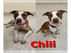 American Pit Bull Terrier DOG FOR ADOPTION RGADN-1214520 - CHILI - Pit Bull