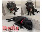 American Pit Bull Terrier Mix DOG FOR ADOPTION RGADN-1214522 - DELLA - Pit Bull