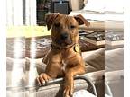 Labrador Retriever-Staffordshire Bull Terrier Mix DOG FOR ADOPTION RGADN-1214529