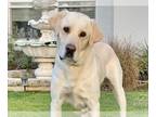 Labrador Retriever Mix DOG FOR ADOPTION RGADN-1214530 - Arlo - Labrador