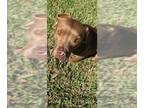 Boxador DOG FOR ADOPTION RGADN-1214532 - PEPPA - Labrador Retriever / Boxer /
