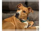 American Pit Bull Terrier-Coonhound Mix DOG FOR ADOPTION RGADN-1214538 - CC -