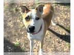 Boxer-Huskies Mix DOG FOR ADOPTION RGADN-1214544 - ROCKY ROAD - Husky / Boxer /