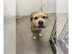 American Pit Bull Terrier Mix DOG FOR ADOPTION RGADN-1214545 - NABOO - Pit Bull