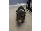 Adopt Pineapple (fostered in Blair) a Guinea Pig