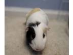 Adopt Strawberry (fostered in Blair) a Guinea Pig