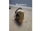 Adopt Blueberry (fostered in Blair) a Guinea Pig