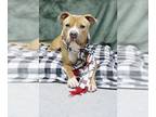 American Pit Bull Terrier Mix DOG FOR ADOPTION RGADN-1214589 - Ted - Pit Bull